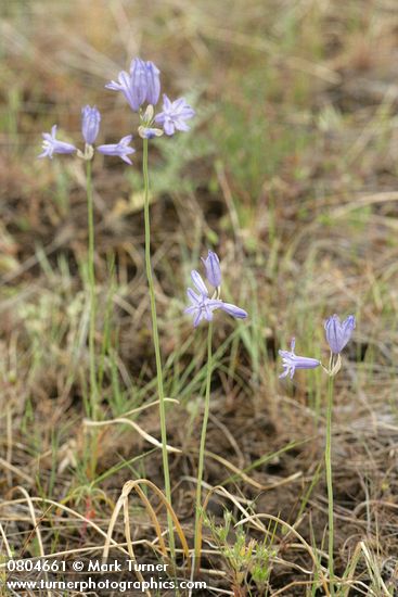 Large-flowered Brodiaeas