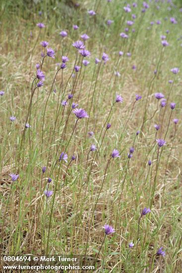 Dichelostemma congestum