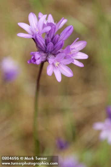 Dichelostemma congestum