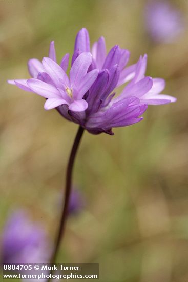 Dichelostemma congestum