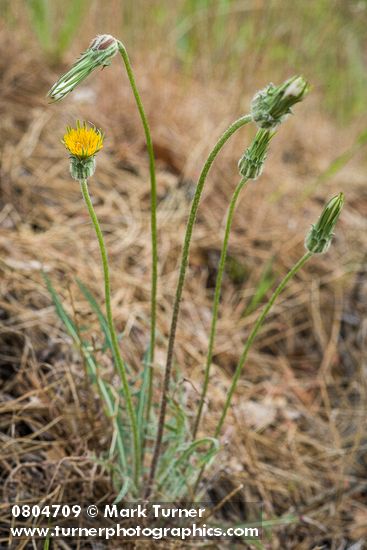 Agoseris retrorsa