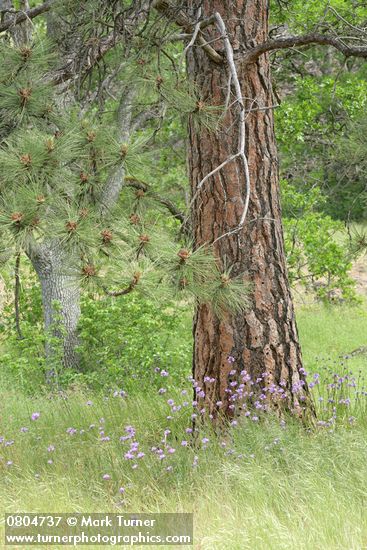 Dichelostemma congestum
