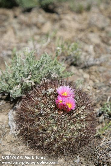Pediocactus simpsonii