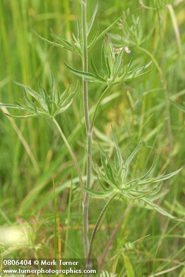 Pale Larkspur foliage