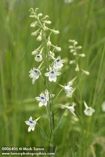 Pale Larkspur