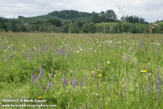 Kinkaid's Sulphur Lupines in meadow among grasses and Ox-eye Daisies
