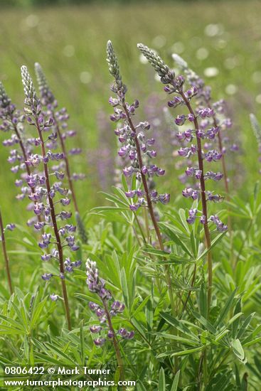 Kinkaid's Sulphur Lupines