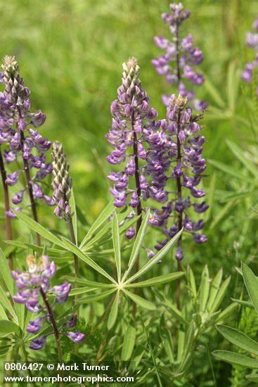 Kinkaid's Sulphur Lupines