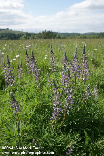 Kinkaid's Sulphur Lupines in meadow among grasses and Ox-eye Daisies