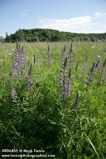 Kinkaid's Sulphur Lupines in meadow among grasses