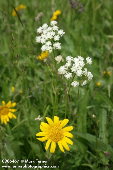 Ligusticum apiifolium