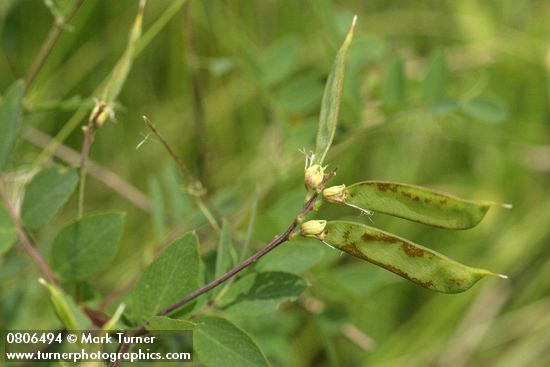 Thin-leaved Peavine immature pods