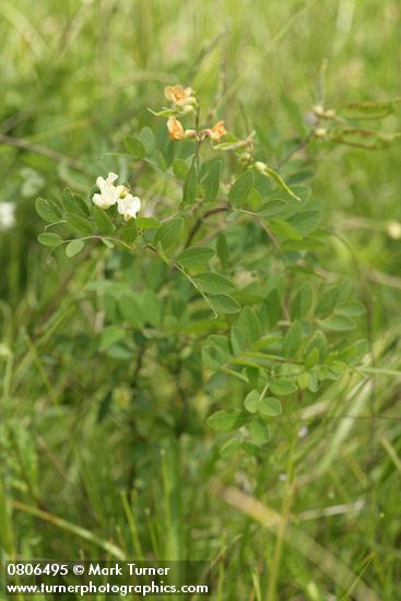 Thin-leaved Peavine