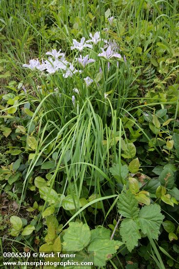 Toughleaf Iris