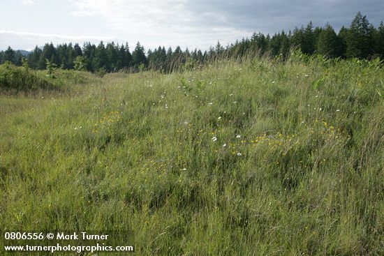 Eriophyllum lanatum