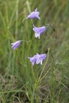 Scotch Bluebells