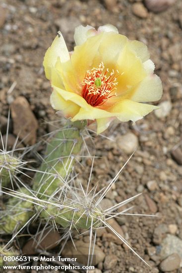Grizzleybear Prickly Pear Cactus