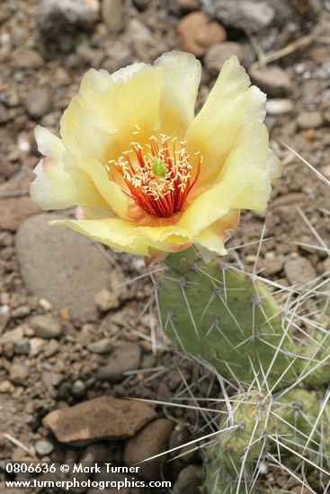 Grizzleybear Prickly Pear Cactus