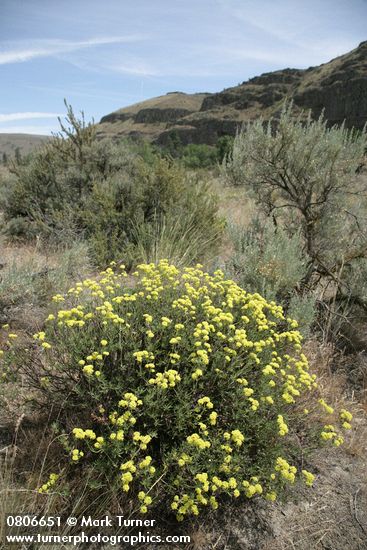 Round-headed Desert Buckwheat w/ Big Sagebrush & Bitterbrush, basalt cliffs bkgnd
