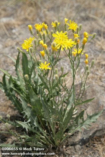 Western Hawksbeard