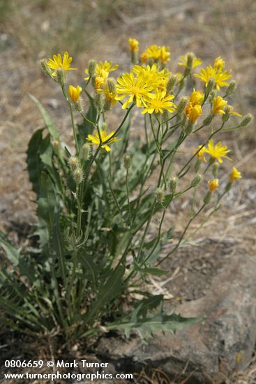 Western Hawksbeard