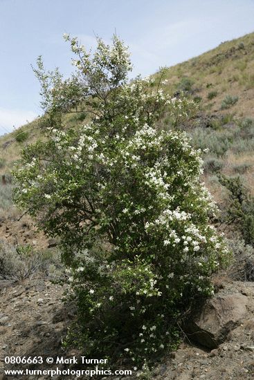 Lewis's Mock-orange