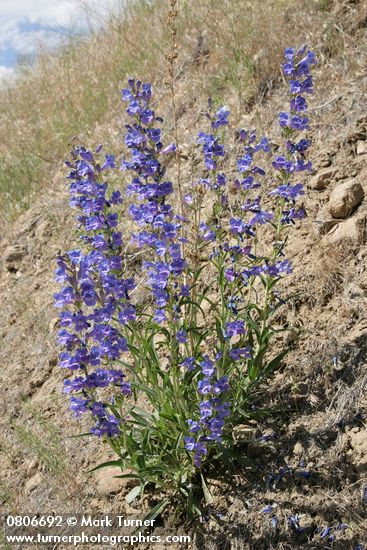 Showy Penstemon