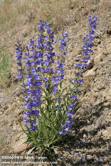 Showy Penstemon