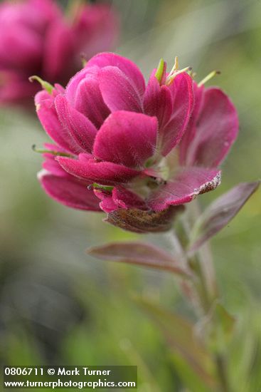Wenatchee Paintbrush bracts & blossoms detail