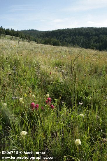 Wenatchee Paintbrush in subalpine meadow