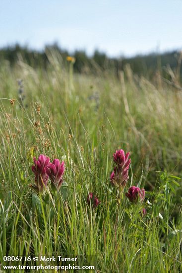 Wenatchee Paintbrush among grasses & sedges