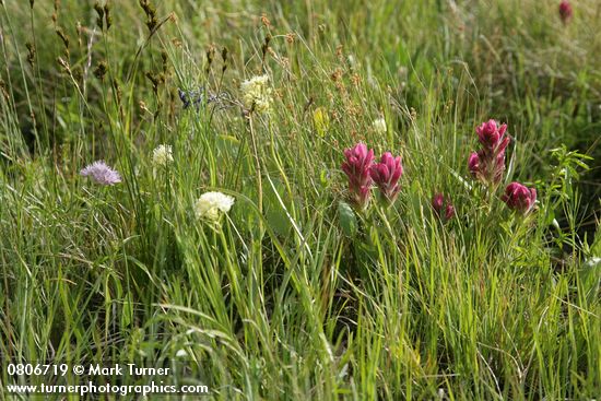 Wenatchee Paintbrush among grasses & sedges w/ Death Camas