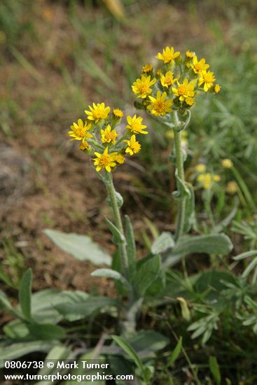 Western Groundsel
