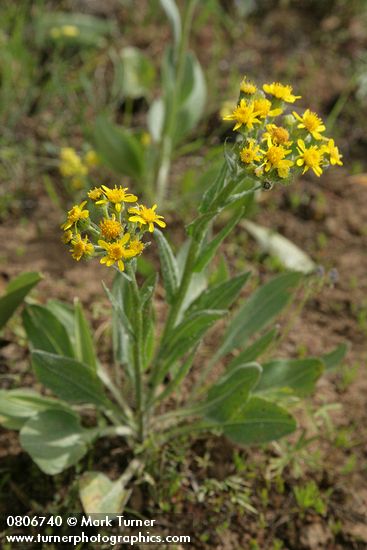 Western Groundsel