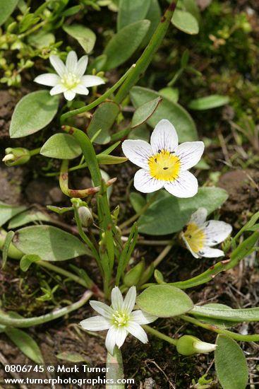 Dwarf Hesperochiron w/ Three-leaf Lewisia