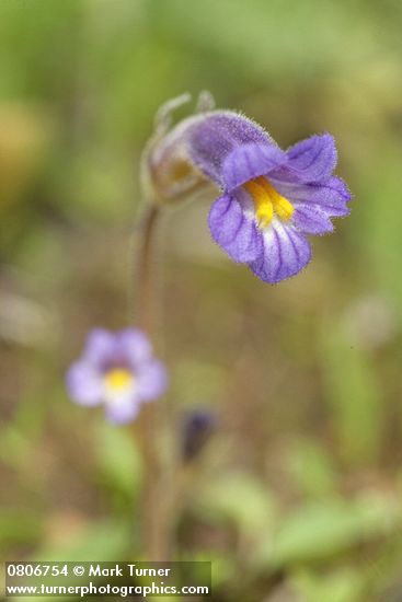Naked Broomrape