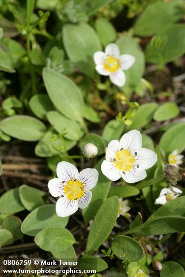 Dwarf Hesperochiron