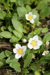 Dwarf Hesperochiron