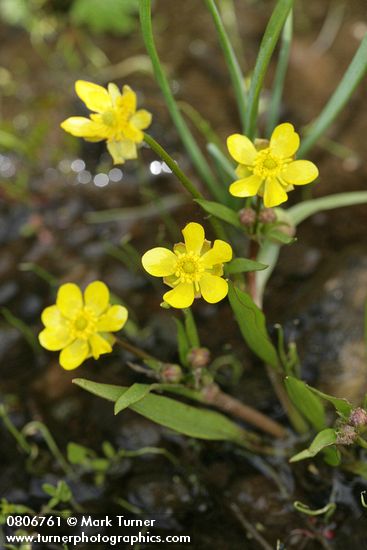 Water Plantain Buttercup