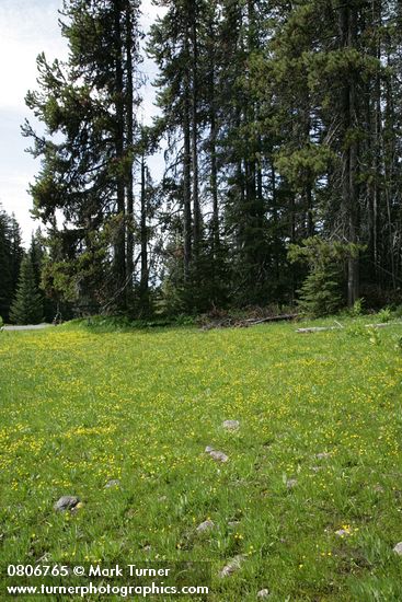 Water Plantain Buttercups carpet wet meadow