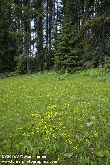Water Plantain Buttercups carpet wet meadow