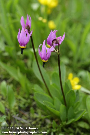 Primula conjugens