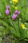 Desert Shooting Star