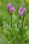 Desert Shooting Star