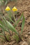 Yellow Bells