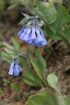 Trumpet Lungwort
