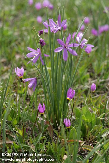 Primula conjugens