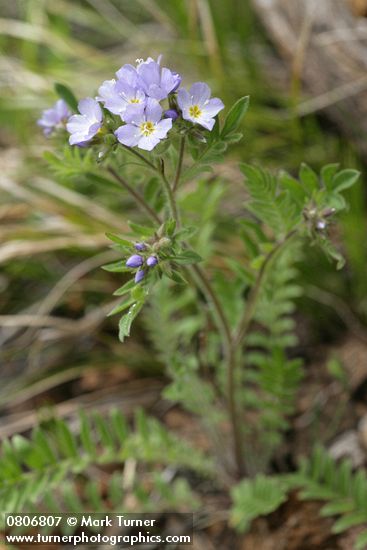 Western Polemonium blossoms & foliage