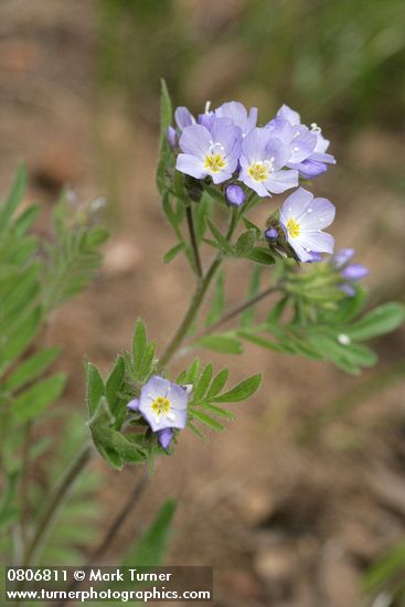 Western Polemonium blossoms & foliage detail
