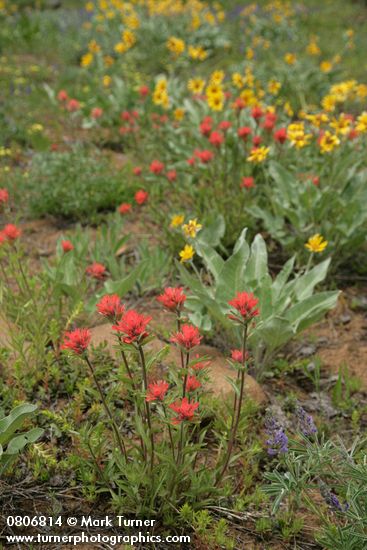 Harsh Paintbrush w/ Arrowleaf Balsamroot soft bkgnd